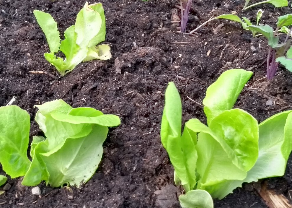 Salatpflanzen in Erde.